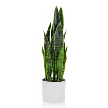 SANSEVIERIA - Piante artificiali 